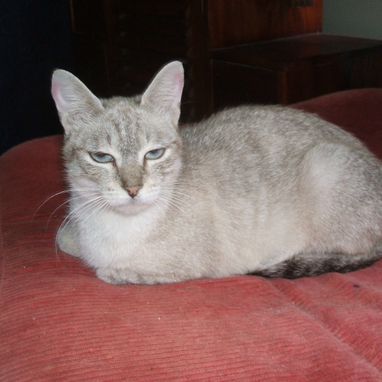 Image pour l'annonce donne chatte siamoise