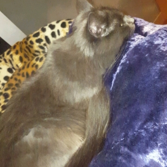 Image pour l'annonce Donne chatte