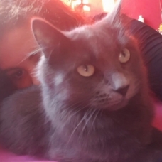Image pour l'annonce Donne chatte