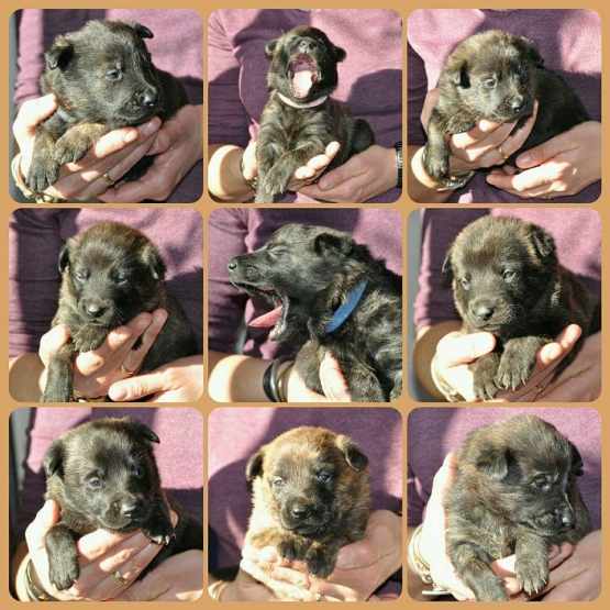 Image pour l'annonce Vends chiots berger hollandais