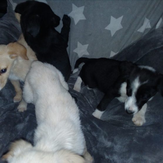 Image pour l'annonce chiots labradors à donner contre bon soin