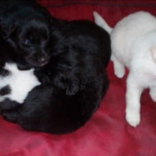 Image pour l'annonce chiots labradors à donner contre bon soin