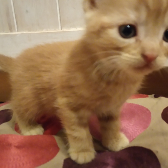 Image pour l'annonce Donnes chatons roux pour décembre
