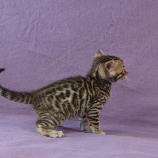 Image pour l'annonce A réserver chaton bengal