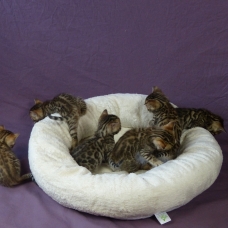 Image pour l'annonce A réserver chaton bengal