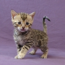 Image pour l'annonce A réserver chaton bengal