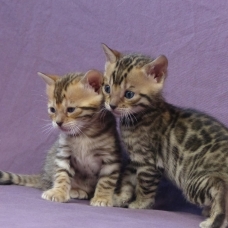 Image pour l'annonce A réserver chaton bengal