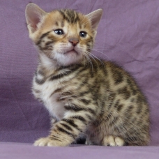 Image pour l'annonce A réserver chaton bengal