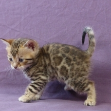 Image pour l'annonce A réserver chaton bengal