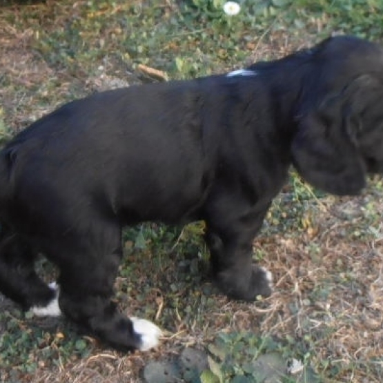 Image pour l'annonce 8 chiots cocker spaniel