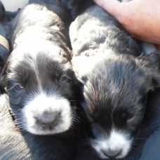Image pour l'annonce 8 chiots cocker spaniel