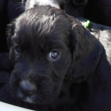 Image pour l'annonce 8 chiots cocker spaniel