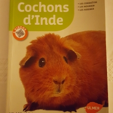 Image pour l'annonce Cochons d'inde