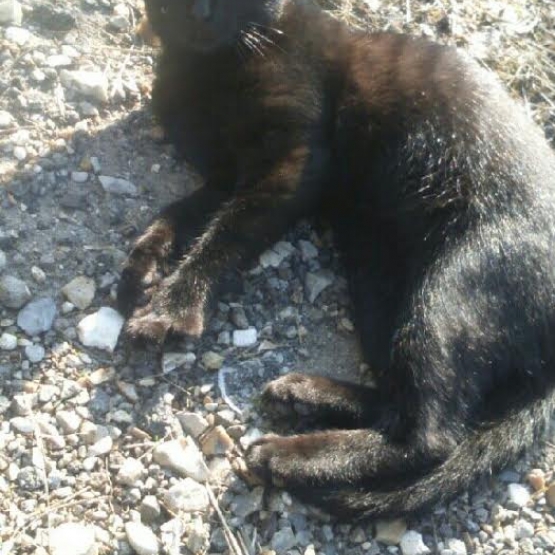 Image pour l'annonce particulier donne chat noir