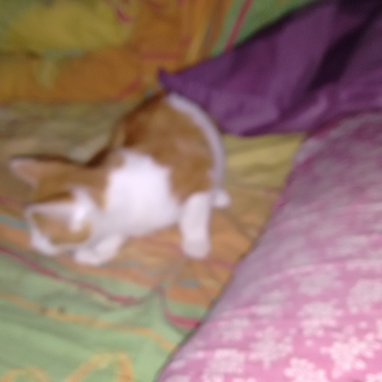 Image pour l'annonce Donne chaton