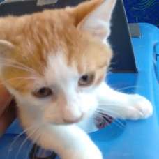 Image pour l'annonce Donne chaton