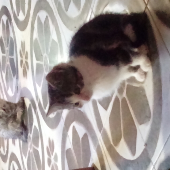 Image pour l'annonce Donne petits chats