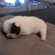 Image pour l'annonce vend 3 chiots bouledogues francais males