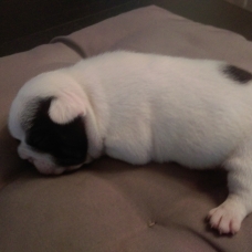 Image pour l'annonce vend 3 chiots bouledogues francais males