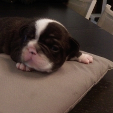 Image pour l'annonce vend 3 chiots bouledogues francais males