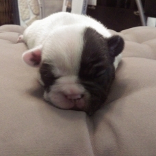 Image pour l'annonce vend 3 chiots bouledogues francais males