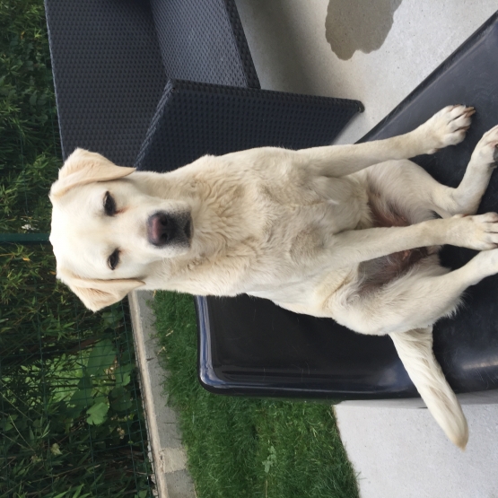 Image pour l'annonce Donne femelle labrador sable