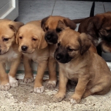 Image pour l'annonce Donne chiots croisés CURSINU