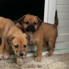 Image pour l'annonce Donne chiots croisés CURSINU