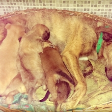 Image pour l'annonce Donne chiots croisés CURSINU