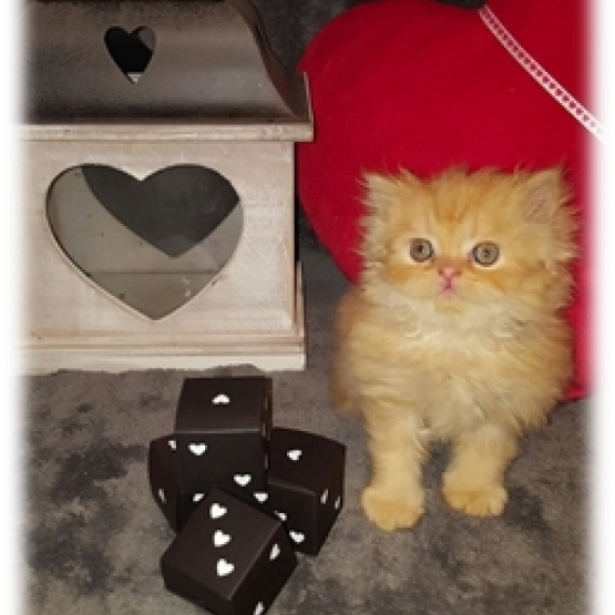 Image pour l'annonce A RESERVER CHATONS PERSANS NON LOOF