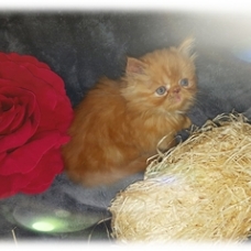 Image pour l'annonce A RESERVER CHATONS PERSANS NON LOOF