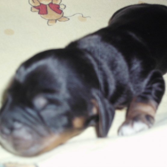 Image pour l'annonce A reserver chiots cocker anglais