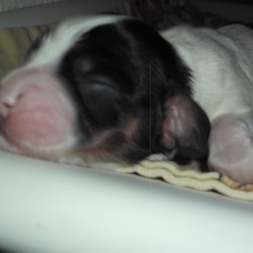 Image pour l'annonce A reserver chiots cocker anglais