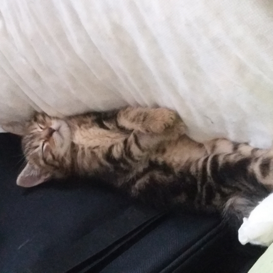 Image pour l'annonce Donne 4 chatons