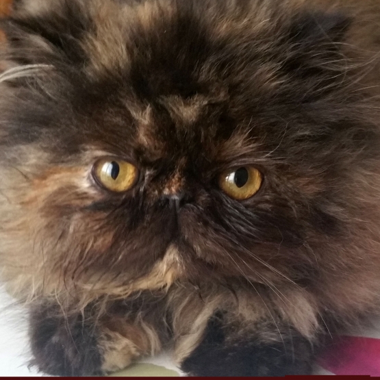 Image pour l'annonce Adorables chatons  Femelles Persan