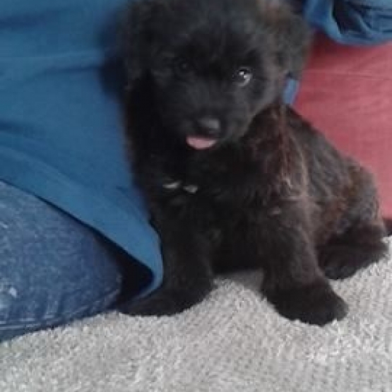Image pour l'annonce Vends chiot (labrit) berger des pyrénées