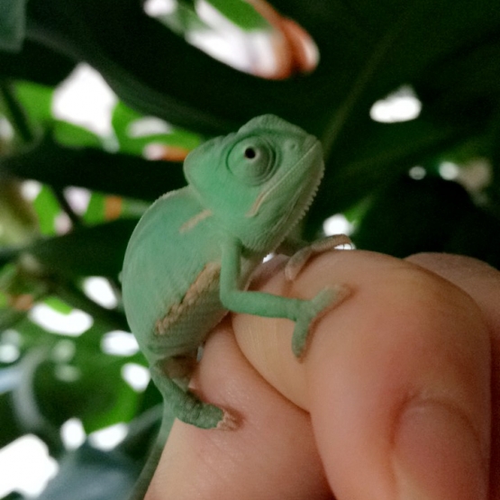 Image pour l'annonce Caméléon Calyptratus Casque du Yémen