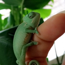 Image pour l'annonce Caméléon Calyptratus Casque du Yémen