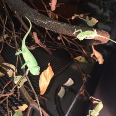 Image pour l'annonce Caméléon Calyptratus Casque du Yémen