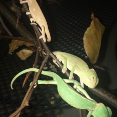 Image pour l'annonce Caméléon Calyptratus Casque du Yémen