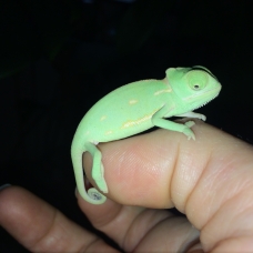 Image pour l'annonce Caméléon Calyptratus Casque du Yémen