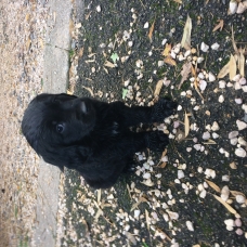 Image pour l'annonce Donne chiots bouvier bernois x labrador