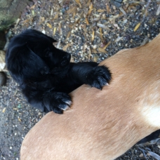 Image pour l'annonce Donne chiots bouvier bernois x labrador