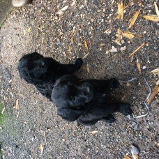 Image pour l'annonce Donne chiots bouvier bernois x labrador