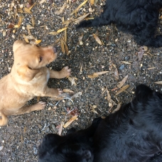 Image pour l'annonce Donne chiots bouvier bernois x labrador