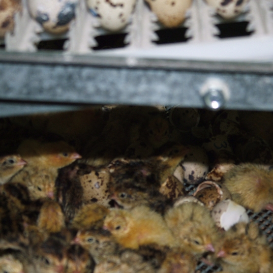 Image pour l'annonce Oeufs de cailles