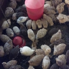 Image pour l'annonce Oeufs de cailles