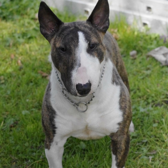 Image pour l'annonce Vend bull terrier miniature