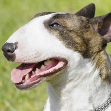 Image pour l'annonce Vend bull terrier miniature