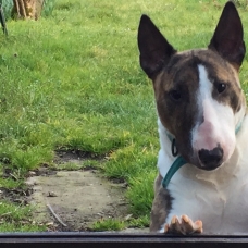 Image pour l'annonce Vend bull terrier miniature